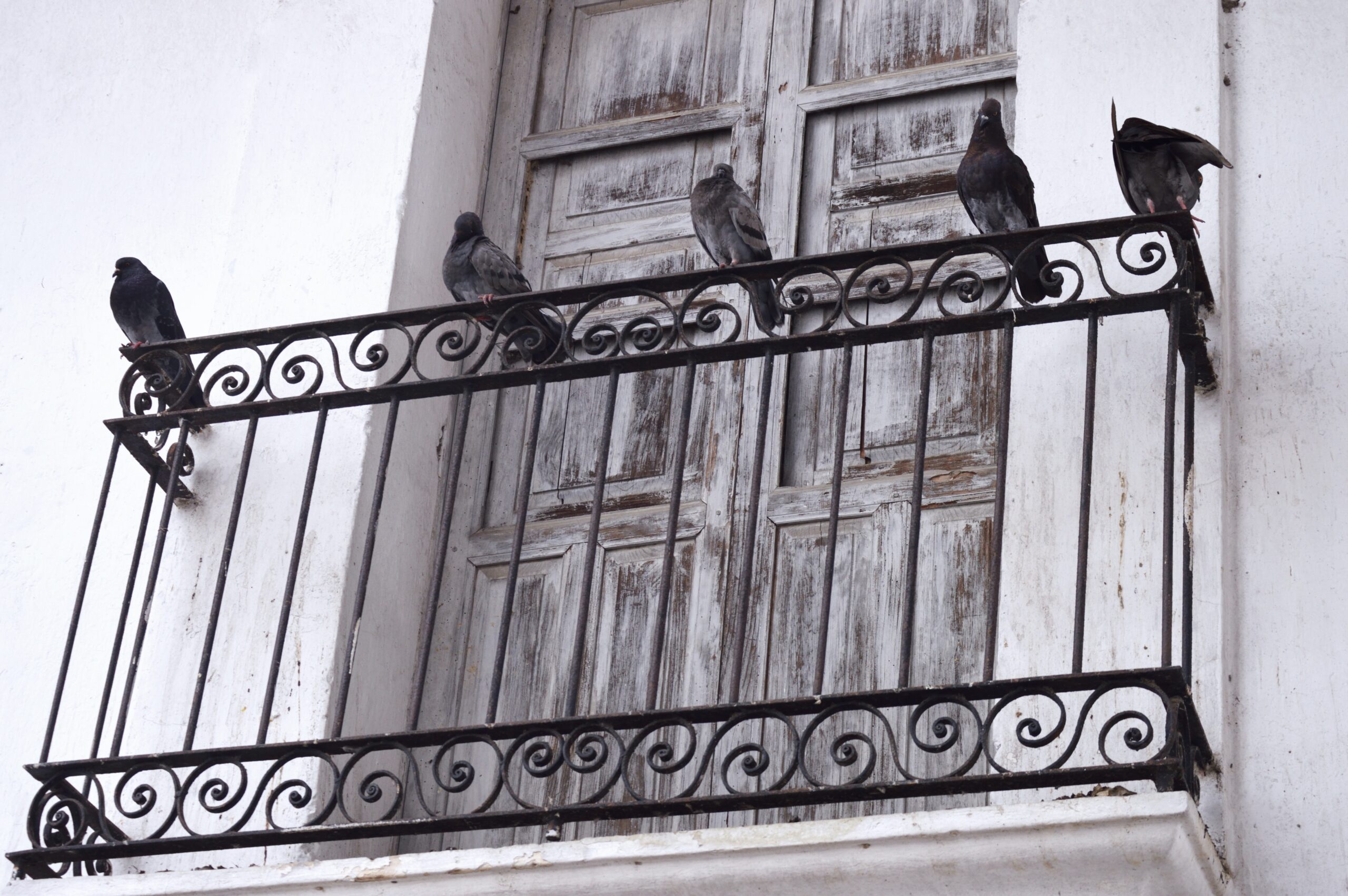 pigeons on balcony